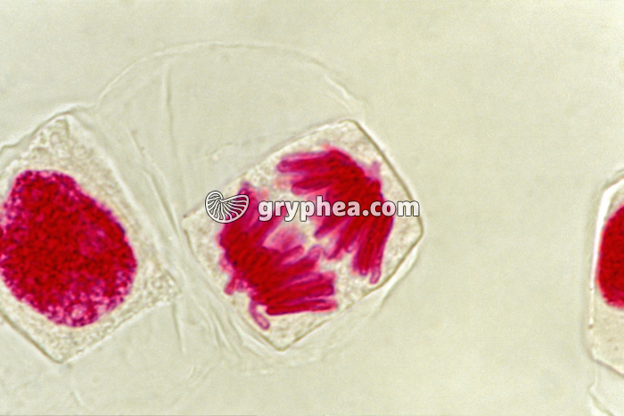 Mitose - cellules de racine d'Ail (écrasement) - Anaphase x400 - gryphea.com